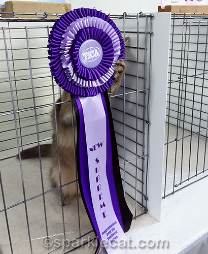 blue somali cat with New Supreme ribbon