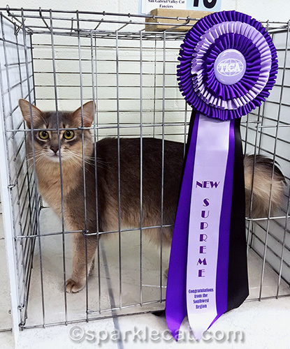 Blue somali cat posing with his New Supreme ribbon