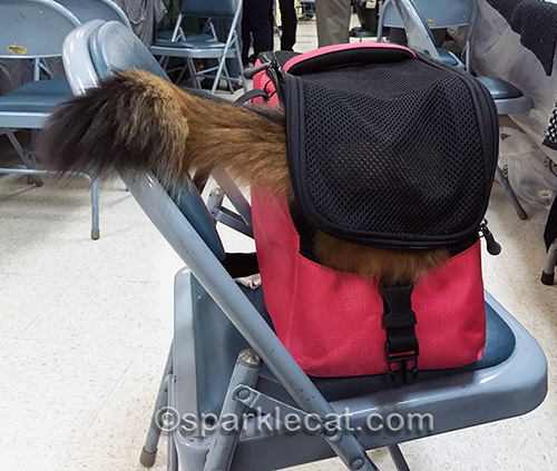 somali cat in carrier at cat show