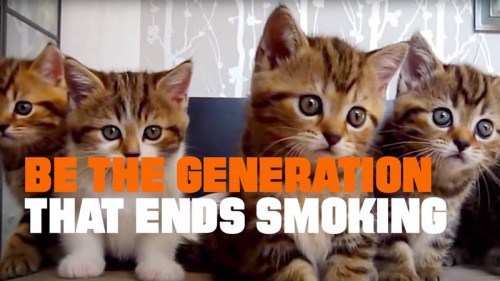 catmageddon-commercial