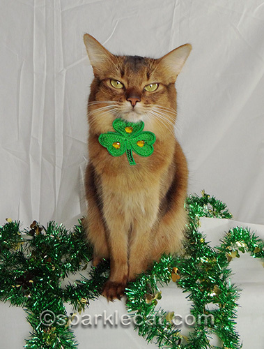 somali cat wearing shamrock choker