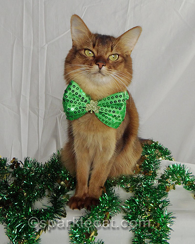 somali cat wearing St. Patrick's Day bow