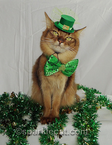 somali cat wearing leprechaun hat and green bow