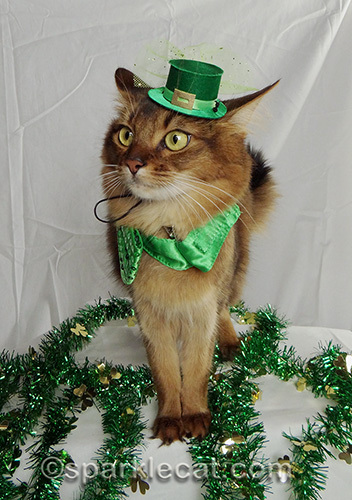 distracted somali cat in leprechaun hat and green bow