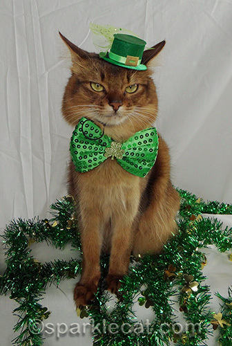 somali cat posing with leprechaun hat and green bow