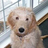 Young Einstein -- aka Riley, a golden-doodle who won the Erin Solomon Cover Model Contest in 2012. 