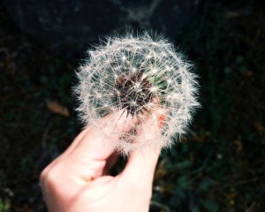 dandelion wish