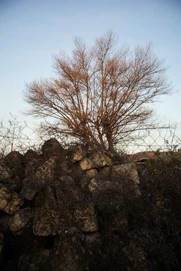 12-30 Tree rocks L1003773