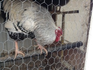 Rooster