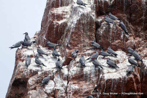 Red-Legged Cormorants