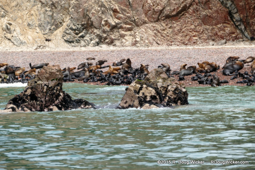 Sea Lion Beach