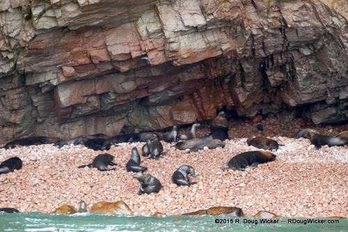 Islas Ballestas 3-18-2015 10-53-37 AM