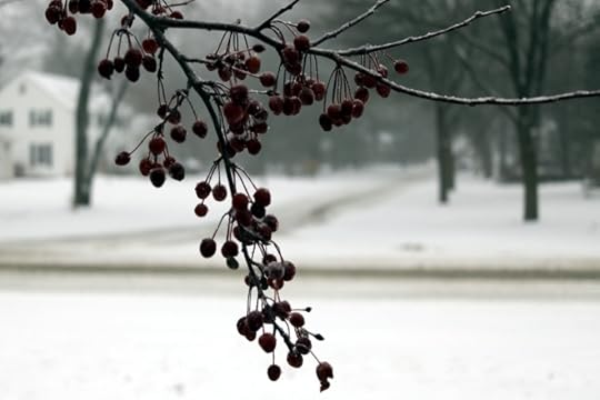 Our ornamental cherry tree in the freezing rain.