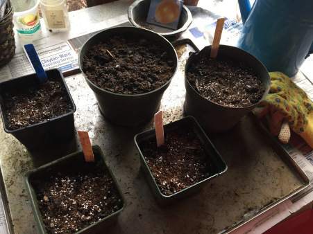 planting onions