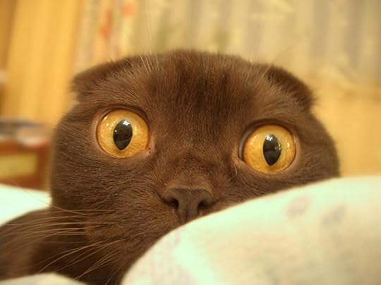 freaked out cat.jpg