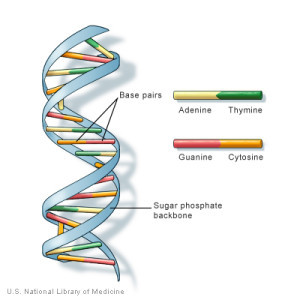 A strip of DNA