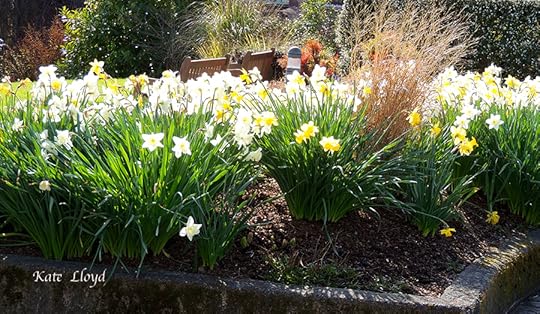 I’m impatiently waiting for these daffodils to return at the Urban Horticulture Center.