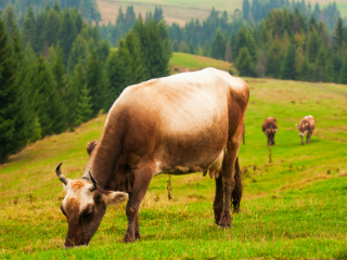 cow grassfed final