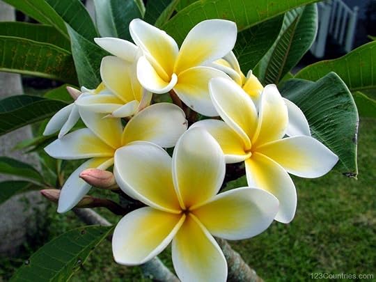 http://www.123countries.com/wp-content/uploads/2015/09/Frangipani-Tree-Image.jpg