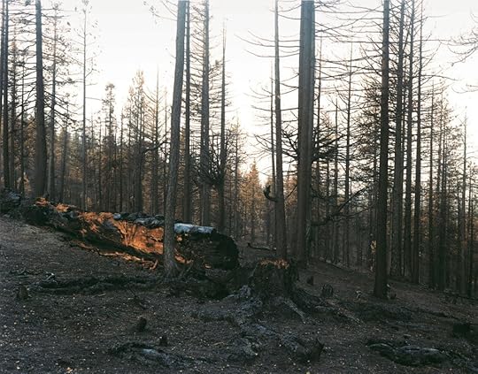 justine_kurland_burnt_down_forest_wet_tinder_1024x