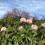 Rhododendrons and plum trees