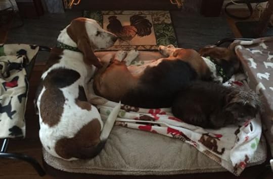 12772073_10156510166330104_3089318521688313748_o