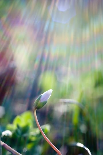 Light Reaching