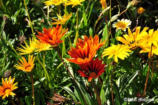 gazania