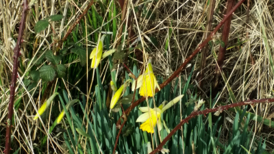 daffodils