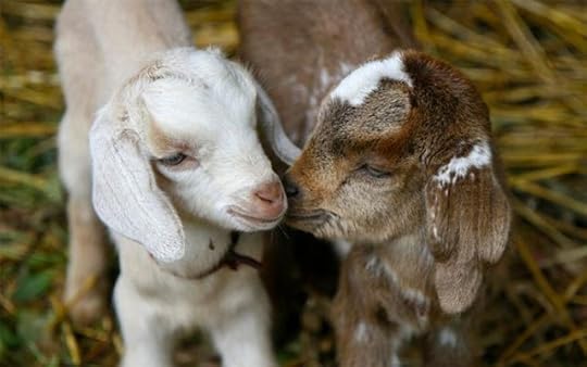 goats