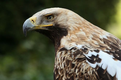 Kaiseradler_Aquila_heliaca_e_amk.jpg