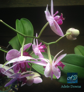 orchiddoublebloomsigned