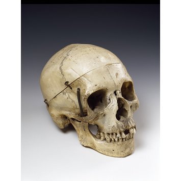 Skull