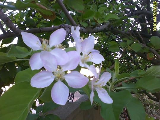 apple_flowers
