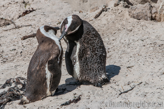 African penguins, Boulders