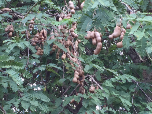 tamarind