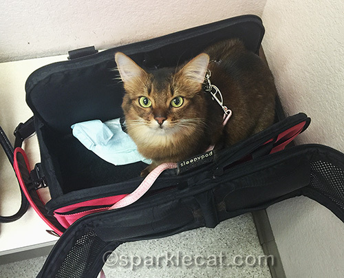somali cat in carrier at veterinary clinic