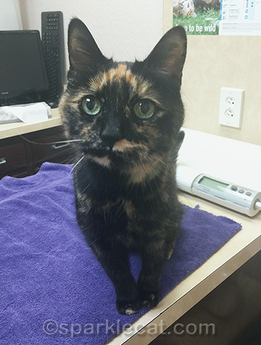 Tortoiseshell cat on examination table at veterinary clinic