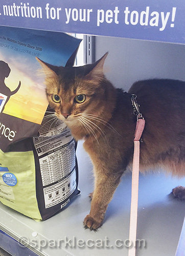somali cat on leash standing by a bag of dry dog food