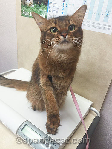 somali cat learning tricks at the veterinary clinic