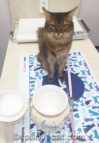 somali cat unhappy with empty treat jar at veterinary clinic
