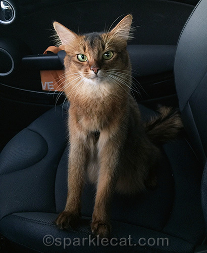 Somali cat in car with harness on
