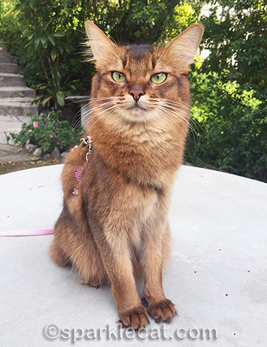 somali cat outside on a harness