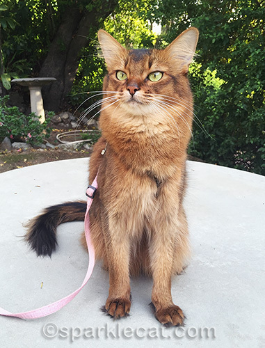 somali cat practicing stay command