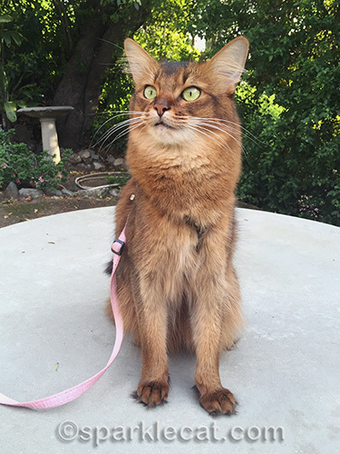 somali cat bird watching in front yard