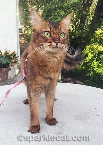 startled somali cat in front yard