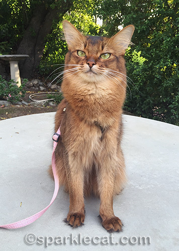 somali cat looking smug in front yard