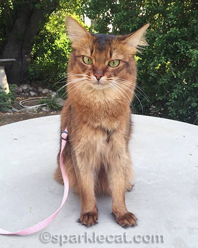 somali cat looking dubious in front yard