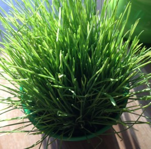 Gräs till katterna. (barnen blir alltid lika upprörda när det står GRÄS på inköpslappen, haha.)