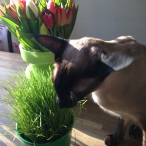 Hawkeye njuter. Av sol och av grässmaken.